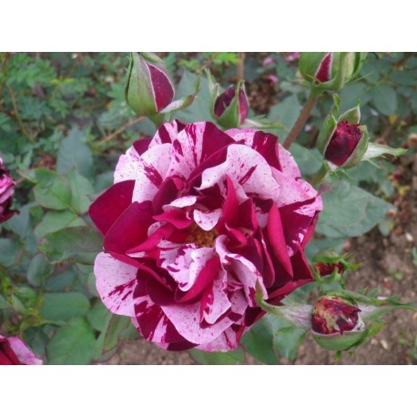 Rosa 'New Imagine' - Rosaceae – Rosier