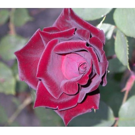Rosa 'Louis XIV' - Rosaceae - Rosier