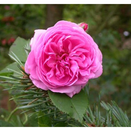 Rosa 'Louise Odier' - Rosaceae - Rosier