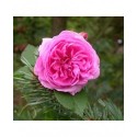 Rosa 'Louise Odier' - Rosaceae - Rosier