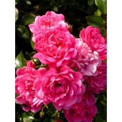 Rosa 'Lovely Fairy' - Rosaceae - Rosier nain et couvre sol