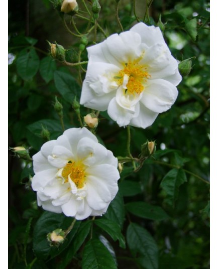 Rosa 'Lykkefund' - Rosaceae - Rosier