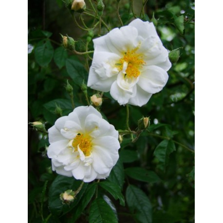 Rosa 'Lykkefund' - Rosaceae - Rosier