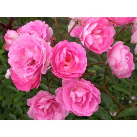 Rosa 'Maman Turbat' - Rosaceae - Rosier