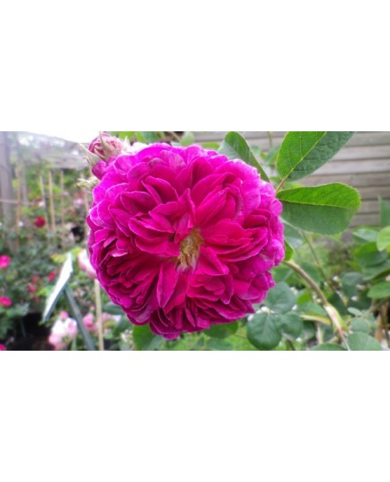 Rosa 'Manteau Pourpre' - Rosaceae - Rosier