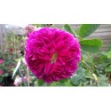 Rosa 'Manteau Pourpre' - Rosaceae - Rosier