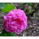 Rosa 'Maréchal Davoust' - Rosaceae - Rosier