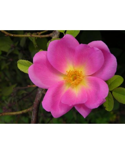 Rosa 'Marguerite Hilling' - Rosaceae - Rosier
