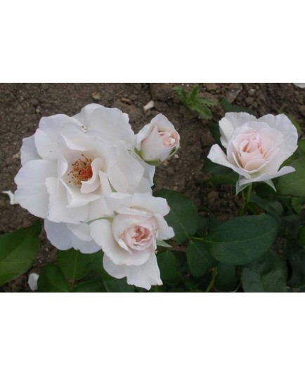 Rosa 'Maria Mathilda' - Rosaceae - Rosier