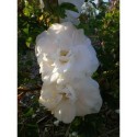Rosa 'Marie Bugnet' - Rosaceae - Rose ancienne - Rose arbuste