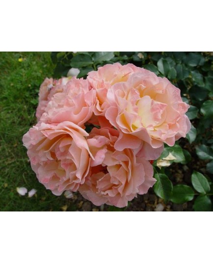 Rosa 'Marie Curie' - Rosaceae - rosier nain à fleurs groupées
