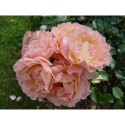 Rosa 'Marie Curie' - Rosaceae - rosier nain à fleurs groupées