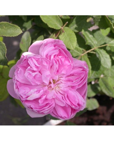 Rosa 'Marie de Blois' - Rosaceae - Rosier