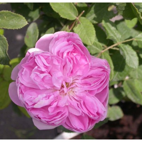 Rosa 'Marie de Blois' - Rosaceae - Rosier