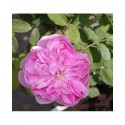 Rosa 'Marie de Blois' - Rosaceae - Rosier