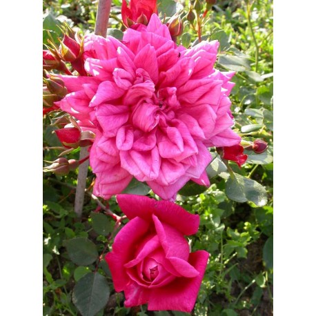 Rosa 'Marie d'Orléans' - Rosaceae - Rosier