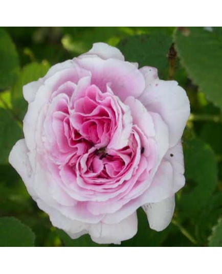 Rosa 'Marie Louise' - Rosaceae - Rosier