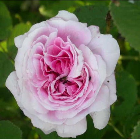 Rosa 'Marie Louise' - Rosaceae - Rosier