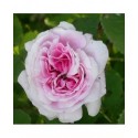 Rosa 'Marie Louise' - Rosaceae - Rosier