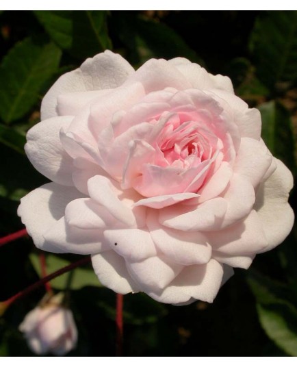Rosa 'Marie Pavie' - Rosaceae - Rosier nain