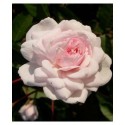 Rosa 'Marie Pavie' - Rosaceae - Rosier nain