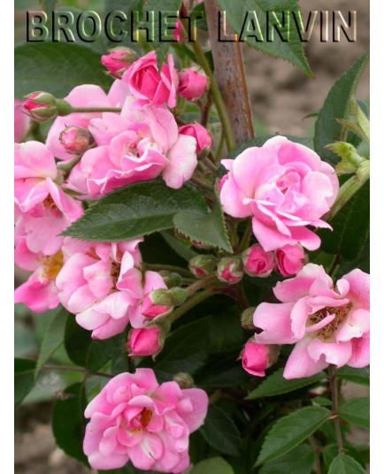 Rosa 'Marietta Silva Tarouca cl.' - Rosaceae - Rosier