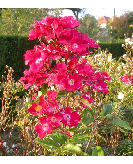 Rosa 'Martha Lambert' - Rosaceae - Rosier