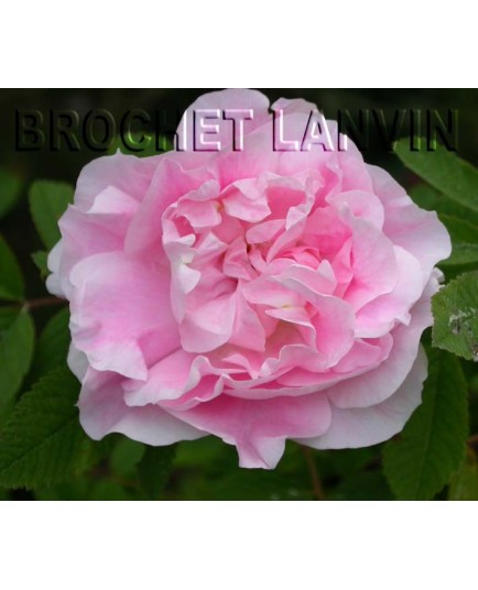 Rosa 'Martin Frobisher' - Rosaceae - Rosier