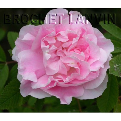 Rosa 'Martin Frobisher' - Rosaceae - Rosier
