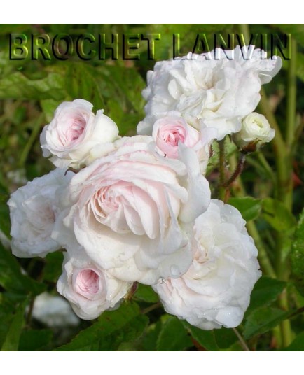 Rosa 'Mauricette Sistan' - Rosaceae - Rosier