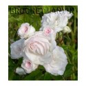 Rosa 'Mauricette Sistan' - Rosaceae - Rosier
