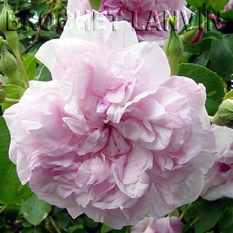 Rosa 'May Queen' - Rosaceae - Rosier