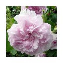 Rosa 'May Queen' - Rosaceae - Rosier
