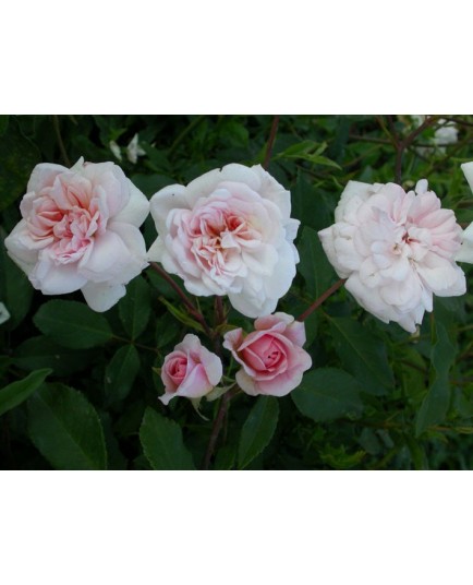 Rosa 'Melle Cécile Brunner' - Rosaceae - Rosier