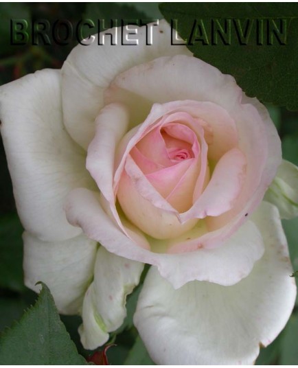 Rosa 'Melle Marie van Houtte' - Rosaceae - Rosier