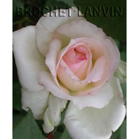 Rosa 'Melle Marie van Houtte' - Rosaceae - Rosier