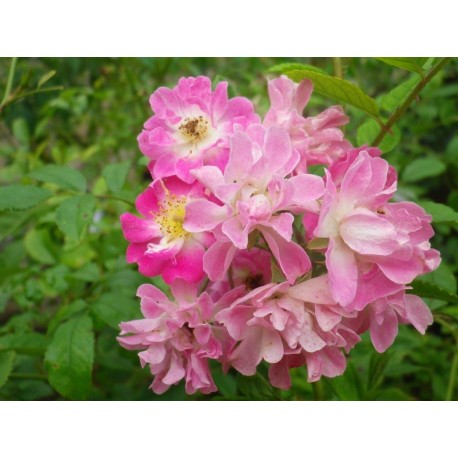 Rosa 'Minirosa' - Rosaceae - Rosier