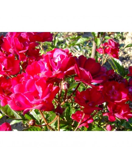 Rosa 'Miss Edith Cavell' - Rosaceae - Rosier nain