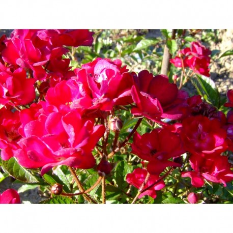 Rosa 'Miss Edith Cavell' - Rosaceae - Rosier nain