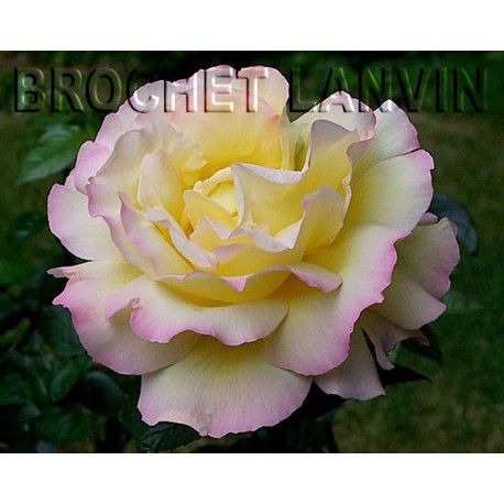 Rosa 'Mme A.Meilland' - Rosaceae - Rosier nain à bouquet