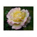 Rosa 'Mme A.Meilland' - Rosaceae - Rosier nain à bouquet