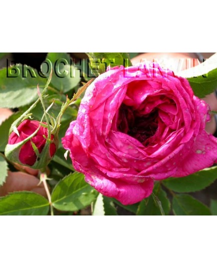 Rosa 'Mme Alexandre Pommery' - Rosaceae - Rosier