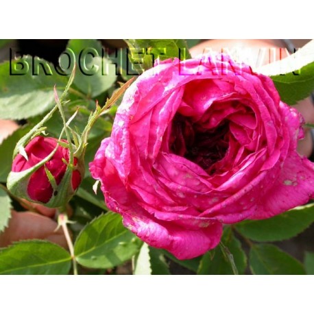 Rosa 'Mme Alexandre Pommery' - Rosaceae - Rosier