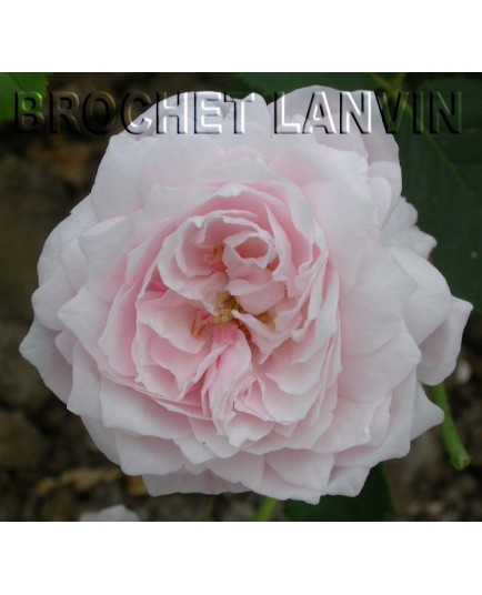 Rosa 'Mme Alfred de Rougemont' - Rosaceae - Rosier
