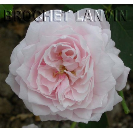 Rosa 'Mme Alfred de Rougemont' - Rosaceae - Rosier