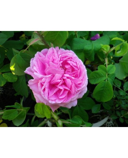 Rosa 'Mme Boll' - Rosaceae - Rosier arbuste