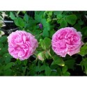 Rosa 'Mme Boll' - Rosaceae - Rosier arbuste