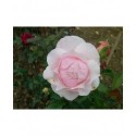 Rosa 'Gilles de Brissac' - Rosaceae - Rosier