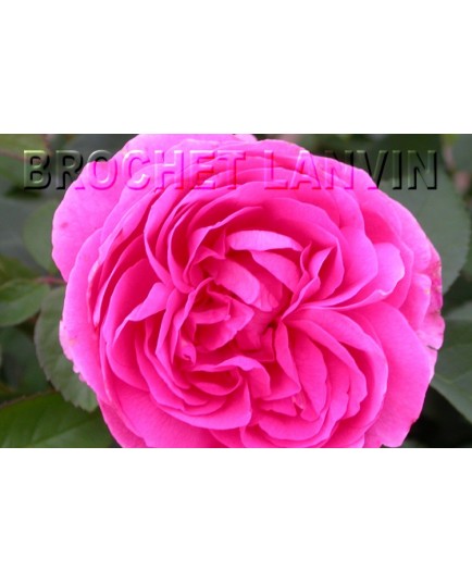 Rosa 'Mme Charles Baltet' - Rosaceae - Rosier