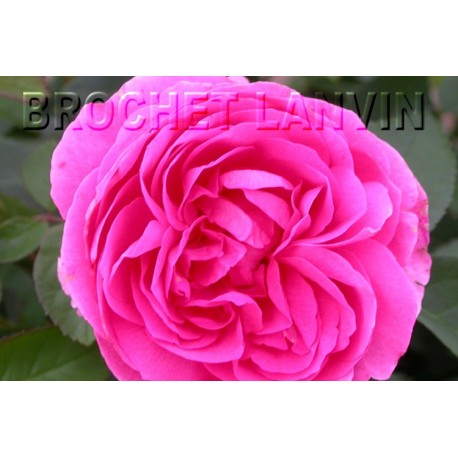 Rosa 'Mme Charles Baltet' - Rosaceae - Rosier
